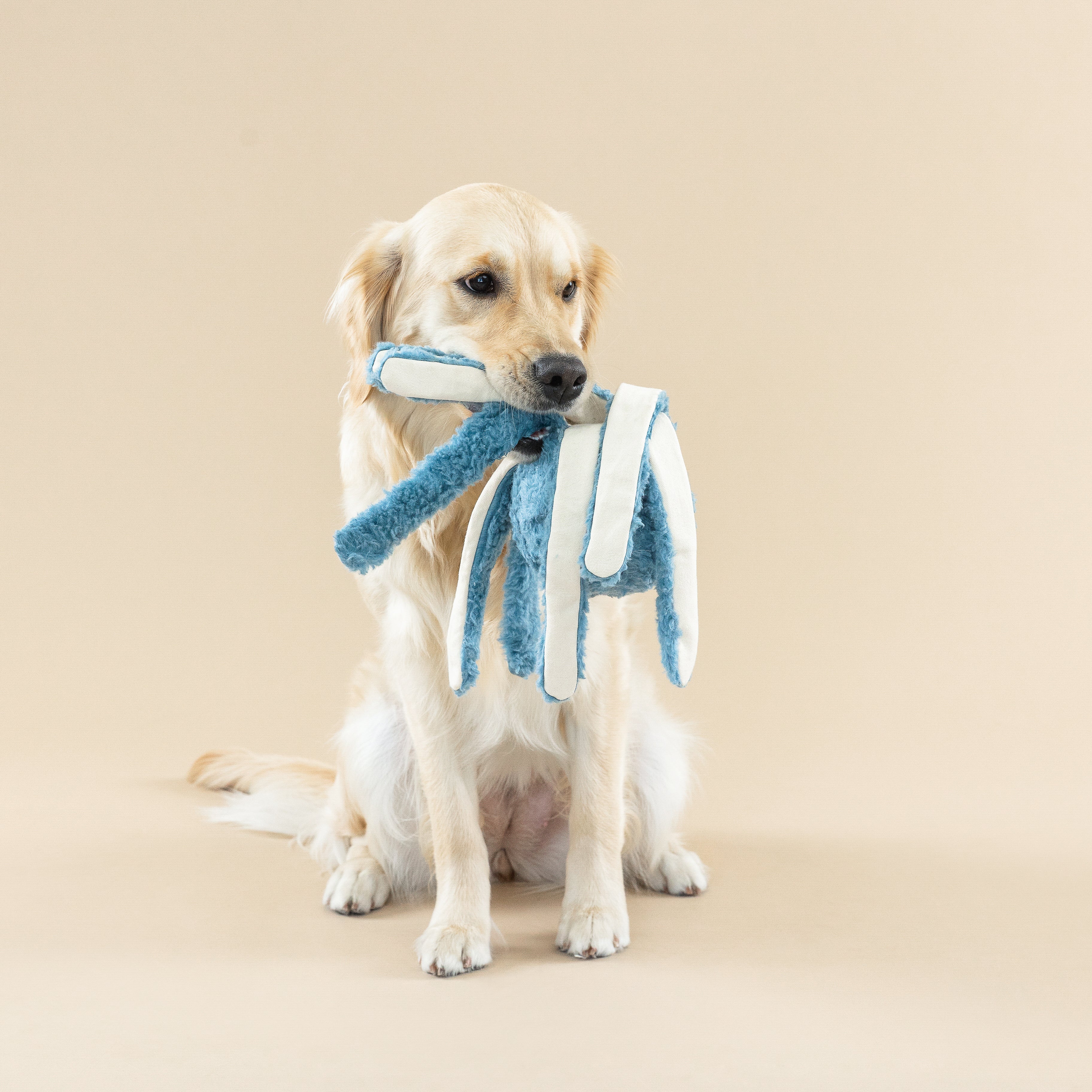 Long Time No Sea Dog Toy