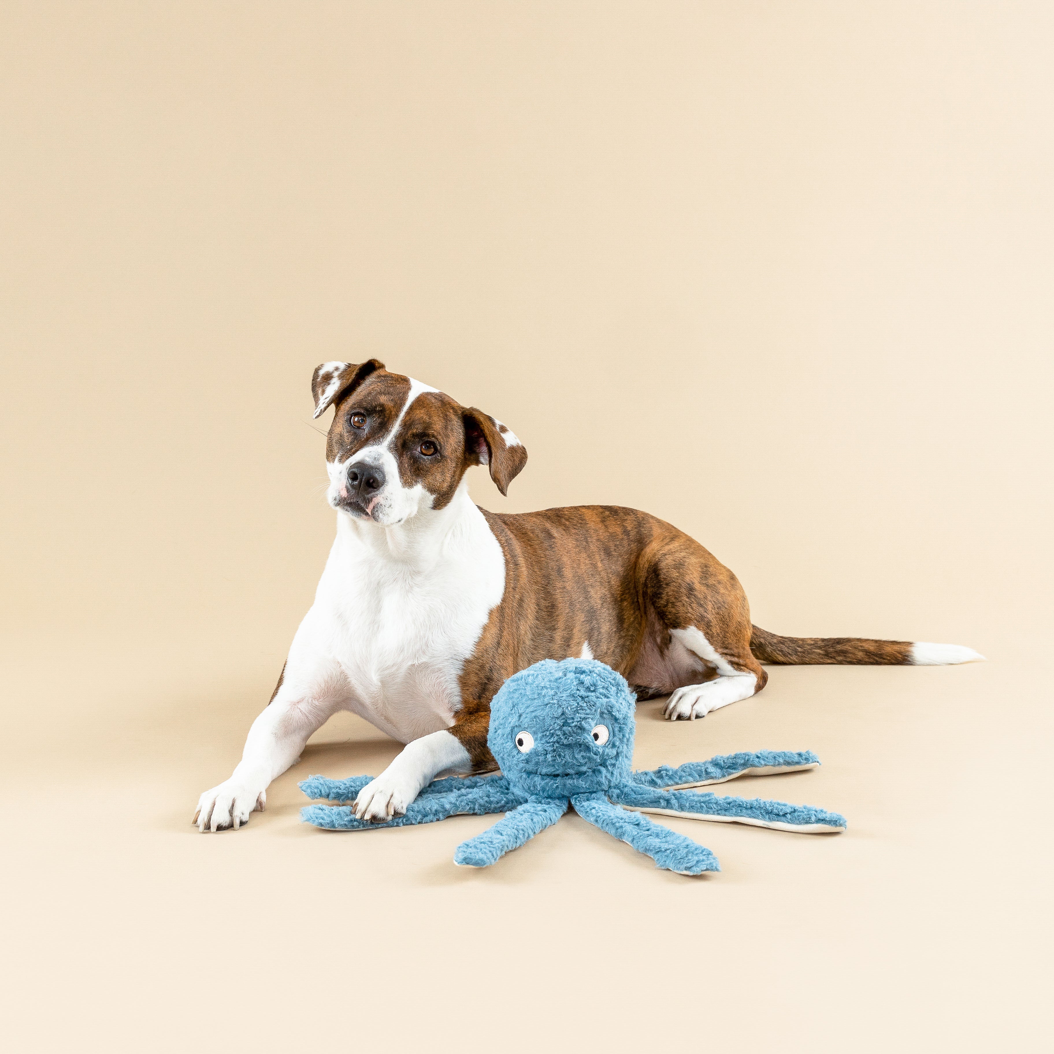 Long Time No Sea Dog Toy