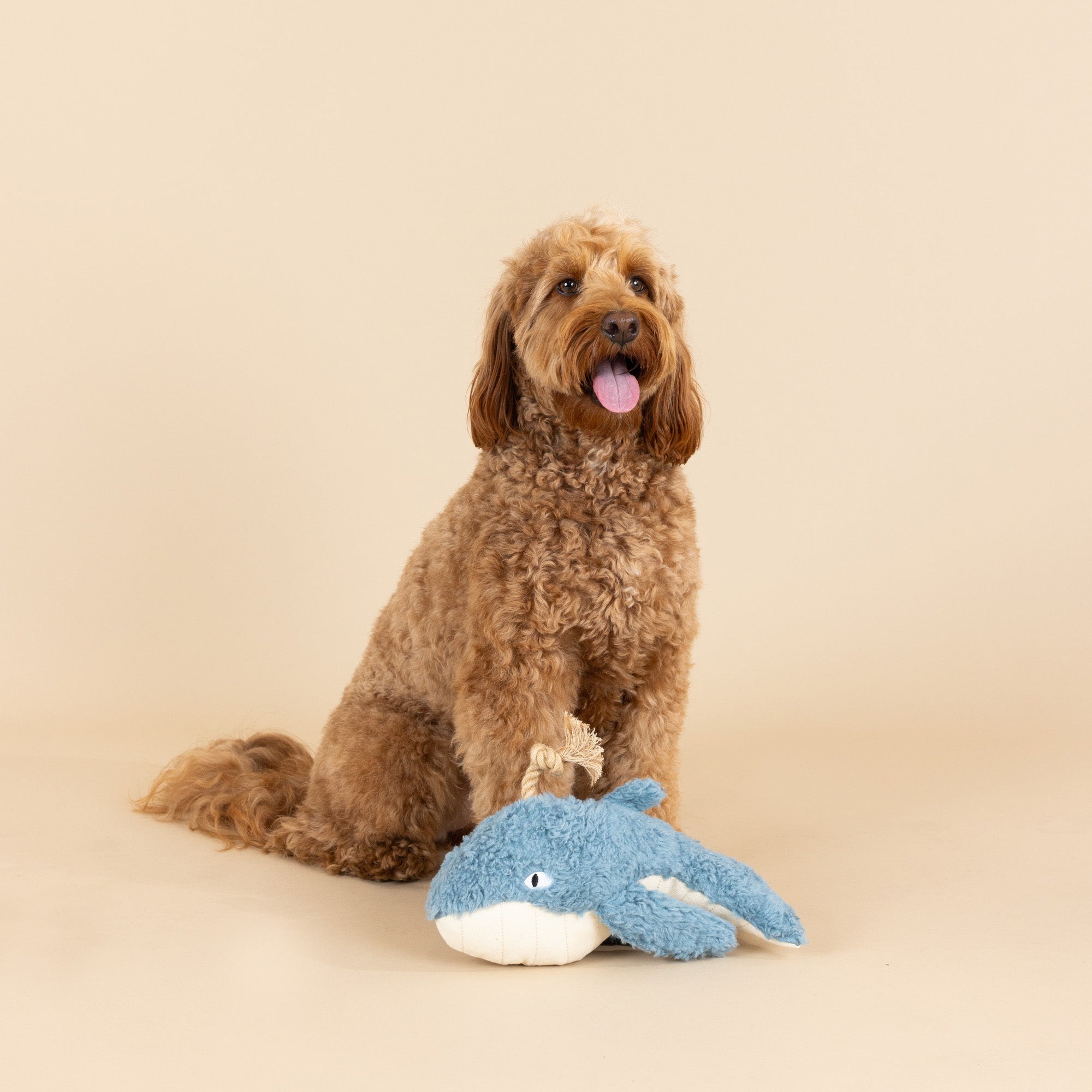 Oh Whale Dog Toy