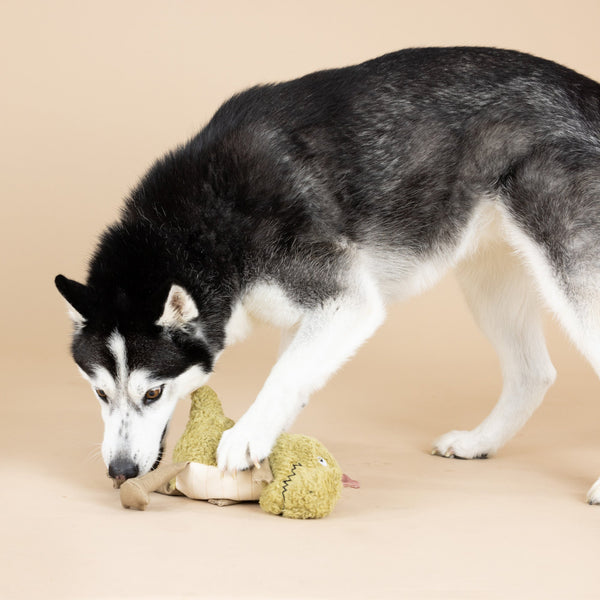 Small Arms, Big Heart Dog Toy