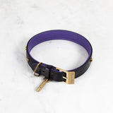 Buster Black and Purple Dog Collar