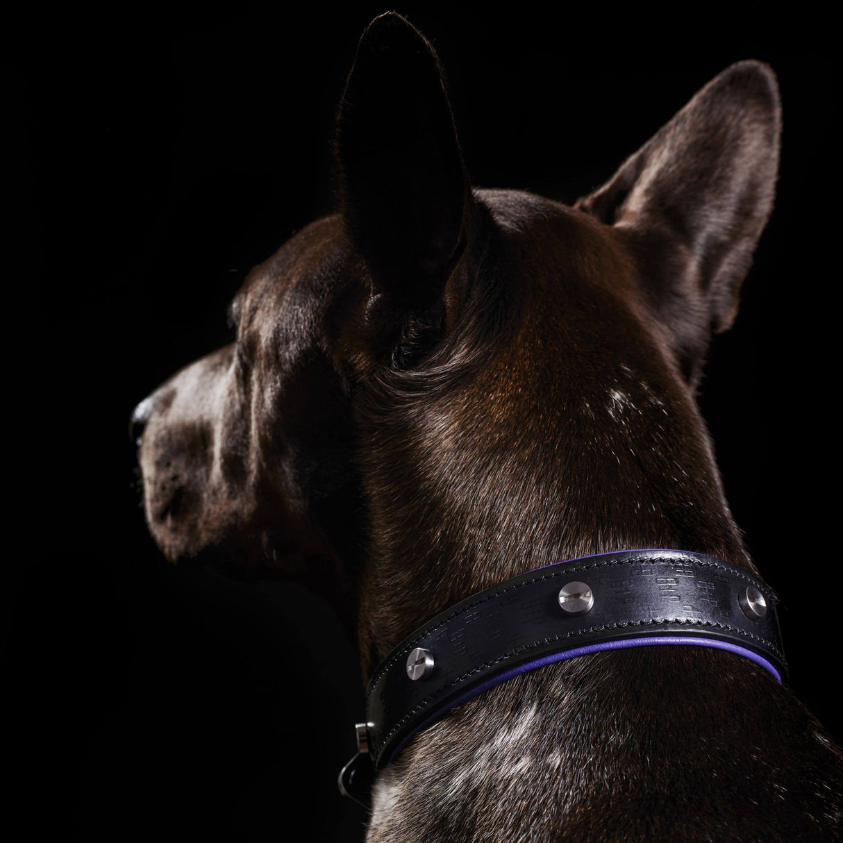 Buster Black and Purple Dog Collar