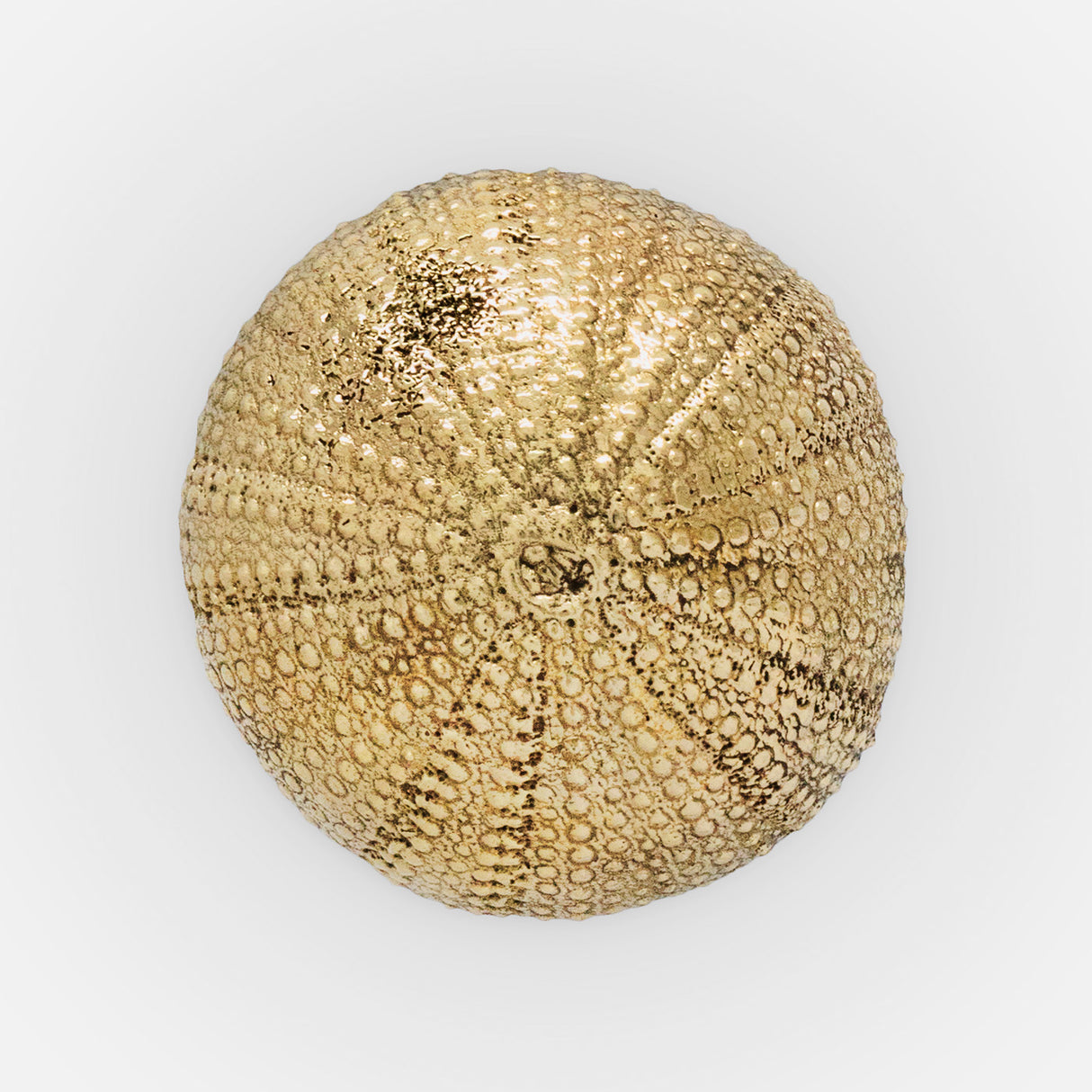 Urchin Cabinet Knob